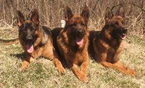 Once that trait is eliminated, you will see how truly loving. German Shepherd Puppies For Sale Jefferson Wi 300692