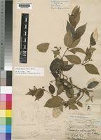 Image result for Secamone africana