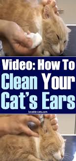 Video How To Clean Your Cat S Ears In 2020 Cats Clean Cat Ears Cat Toilet Training