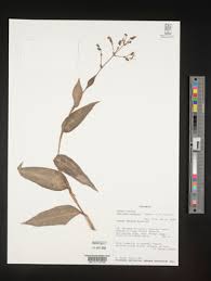 Image result for Aneilema leiocaule