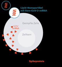In zahlen waren es 1mg rna pro kilogramm der ratte. Coronavirus Mit Rna Impfungen Rasch Auf Mutationen Reagieren
