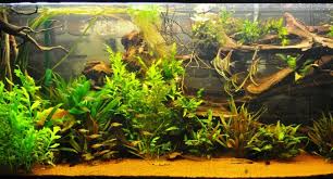 Aquarium Amazonien Animaux