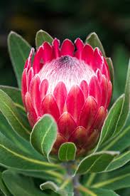 We are the standard setter for reliability and service, and our goals remain constant: Proteas Pictures Download Free Images On Unsplash
