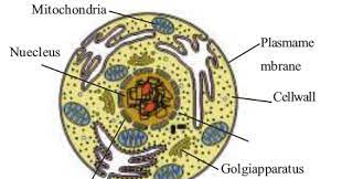 We did not find results for: Cbse Papers Questions Answers Mcq Cbse Class 9 Biology Cell Fundamental Unit Of Life Worksheet Cbsenotes Eduvictors