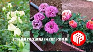 Cara baru tanam bunga mawar agar cepat tumbuh dan berbunga. Petua Agar Pokok Bunga Ros Rajin Berbunga Majalah Perdana