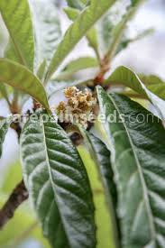 More images for are loquat leaves edible » Eriobotrya Japonica Loquat Buy Seeds At Rarepalmseeds Com