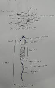 Smooth muscle (factors affecting activation, general properties, source of cytosolic ca2+, structure, muscle cells). Draw The Diagram Of Smooth Muscle Cell And A Sperm Cell Comment On The Variety Of Shapes Of Cell By Brainly In
