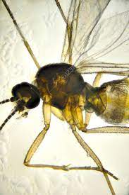 Jul 21, 2016 · under the microscope (image credit: Mosquito Under Microscope Stock Photo Picture And Royalty Free Image Image 67415698