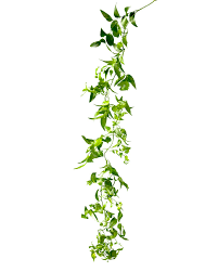 Image result for Smilax