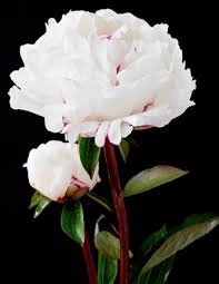 My hmf if you know the parentage of this peony, or other details, please contact us. Boule De Neige Holland America Flowers