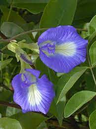 Pin On Flowers 14