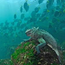 Norman parkinson (ronald william parkinson smith)* gordon (roger alexander buchanan) parks*. Photo By Thomas Peschak Thomaspeschak This Is A Marine Iguana The Only Seagoing Lizard In The World But I Prefer To Call Th Marine Iguana Iguana Animals