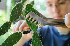 Prickly pear cacti are easily propagated through cuttings. Taking Cactus And Succulent Cuttings Bbc Gardeners World Magazine