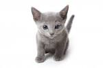Russian Blue Cat Breed Profile | Petfinder