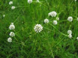 Image result for Cyperus obtusiflorus
