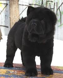 Black Chow Chow Puppy With Long Hair Coat Black Chow Chow Puppies Chow Chow Puppy Puppies