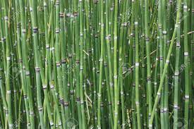 We did not find results for: Horsertail Grass Is Look Like Bamboo And Can Use For Decoration Stock Photo Picture And Royalty Free Image Image 81777532