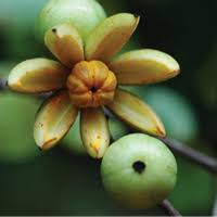 Image result for Garcinia pachyclada