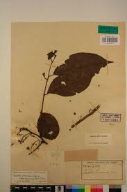 Image result for Trichilia prieuriana