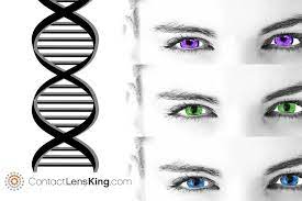 What Determines Eye Color Is It Genetics Baby Eye Chart Calculator Ceresi Is Eye Color Genetic What Your What Determines Eye Color Cat Eye Colors Eye Color