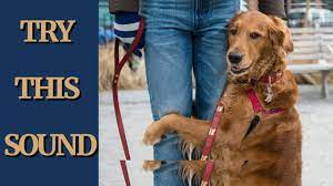 Scary Sound To Make Your Dog Come Close Hug You Try Not To Laugh Lol Youtube