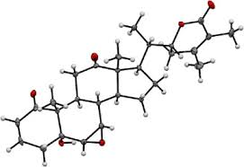 Image result for Discopodium penninervium