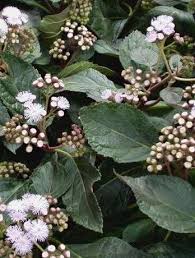 Image result for Bartlettina