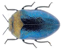 Image result for Trachypogon chevalieri