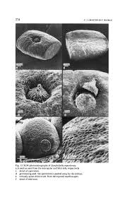 Image result for Stanfieldiella imperforata