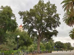 Image result for Quercus suber