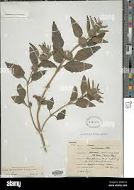 Image result for Leucas martinicensis