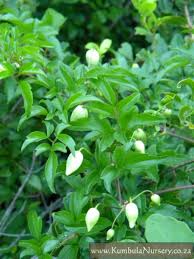 Image result for Clematis brachiata