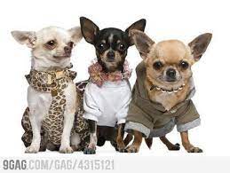 Cute Puppy Chihuahua Dogs Clothes Dog Clothes Small Dog Clothes