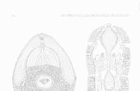 Image result for Diclis tenella