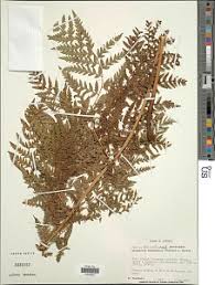 Image result for Dryopteris athamantica