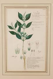 Image result for Monothecium