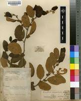 Image result for Ziziphus abyssinica