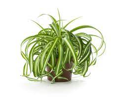In effetti le piante grasse pendenti non sono poi molto differenti rispetto alle piante grasse e succulente in senso lato ma potremmo quasi dire che le. Pianta Ragno Clorofito Clorophytum Clorophytum Piante Da Interno Pianta Ragno Clorofito Clorophytum Appartamento