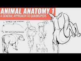 All body jewelry editors' picks. Drawing Animals 1 A General Approach To Quadrupeds Youtube
