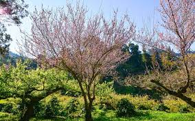 Also called sakura, the japanese cherry tree (prunus serrulata) produces beautiful light pink and white flowers.varieties of blossoming cherry trees are usually cultivated for their superb floral displays rather than their fruit. Apricot Trees How To Grow And Prune An Apricot Tree Lawn Com Au