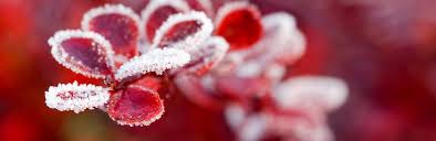 I'll show you how to protect plants from frost so your edibles can continue to thrive in any weather. How To Protect Plants Over Winter Love The Garden