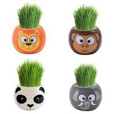 Birth Month Flower Grow Kit Instructions A Fun Buzzy Grass Grow Kit For Kids And Adults Available In 4 Characters Panda Elephant Monkey Lion Collect Grow Kit Cooking Kits For Kids Jungle Animals
