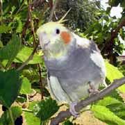 Let's dive deep and find out if christmas cactus is poisonous to dogs before they even enter your home this holiday season. Safe And Toxic Plants For Pet Birds List Poisonous And Toxic Plants For Pet Birds Safe Herbs For Pet Birds Safe Flowers For Pet Birds Safe Garden Plants For Pet Birds Safe