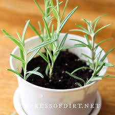 Image result for rosemary container