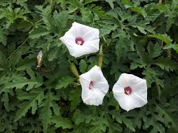 Image result for Merremia kentrocaulos