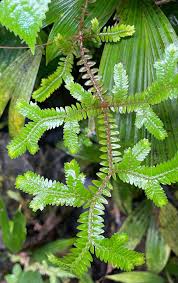 Image result for Selaginella versicolor
