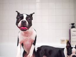 It's about the size of a dime the hair has fallen out in that area. Rash Advice For My Boston Terrier Maggielovesorbit Com