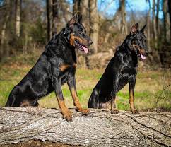 Beaucerons Okoume And Nilou In 2020 German Dogs Beauceron Personal Protection Dog
