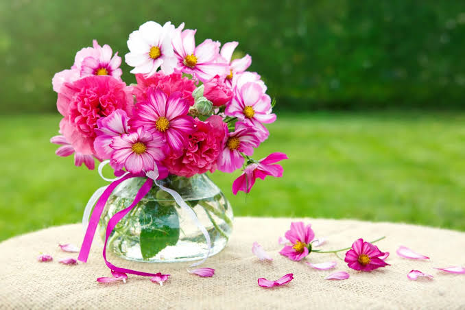 Growing cosmos for cut flowers - Richard Jackson Garden