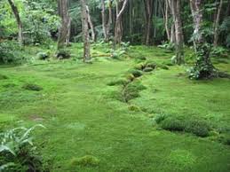 Weitere ideen zu moosgarten, pflanzen, garten. Moosgarten Anlegen Geeignete Pflanzen